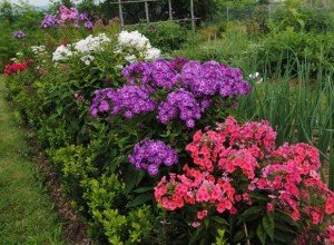 Як посадити на дачі довгоквітучі квіти багаторічники: види рослин, особливості підбору та догляду, фото і відео