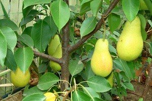 Груша колоновидна: характеристики плодів найпоширеніших сортів