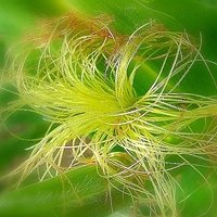 Лікування аденоми простати народними засобами