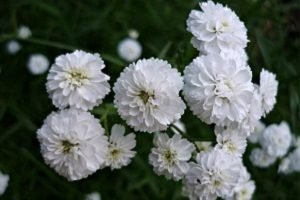 Гіпсофіла багаторічна: посадка і догляд у відкритому грунті