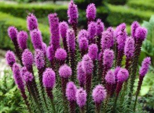 Як виростити багаторічник для дачі, цвіте все літо: особливості посадки і догляду, фото і відео інструкція