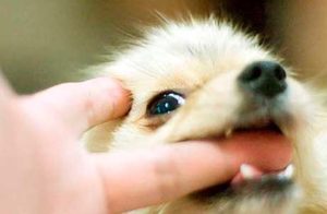 Сонник Відрубане Палець у сні бачити до чого сниться?