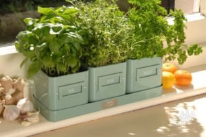 Унікальний щавель — його властивості і способи застосування