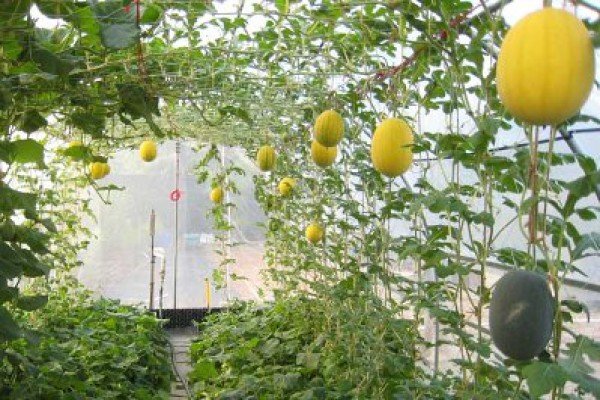 Вирощування дині в теплиці: тонкощі процесу від вибору сорту до збору врожаю