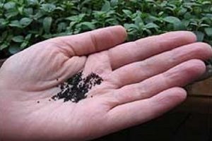 Перлинні маргаритки – дивна прикраса ландшафту