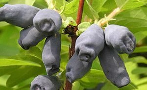 Які сорти жимолості найсолодші: характеристики скоростиглих, середньостиглих і пізніх сортів