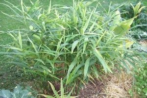 Вирощування імбиру в домашніх умовах: особливості посадки, догляду і зберігання, фото і відео