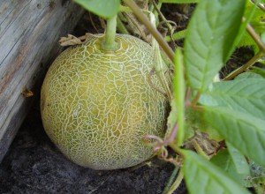 Диня «Алтай» — скоростиглий сорт для посадки на дачі