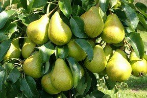 Груша колоновидна: характеристики плодів найпоширеніших сортів