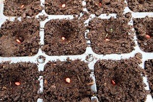 Порядок дій при посадці перцю на розсаду в домашніх умовах: практичний посібник і докладний відео