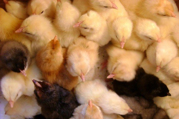 Інкубатор «Ідеальна квочка»: технічні особливості, основні переваги та недоліки