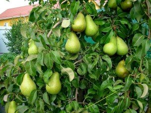 Сорт груші Ноябрська: садимо популярний урожайний сорт на своїй ділянці