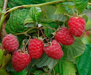 Як правильно садити малину навесні — вибір сорту і строки посадки