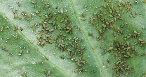 Капустяна попелиця – особливості існування та заходи боротьби