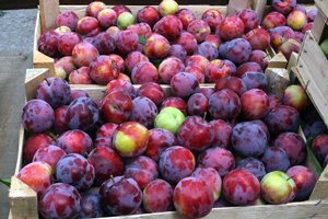 Зливу Кабардинская рання — самозапильний сорт з легкою кислинкою і універсальний у використанні