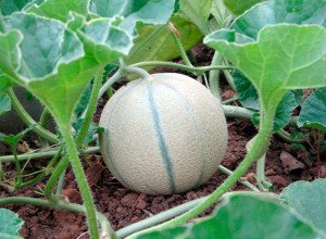 Диня Канталупа (мускусна): опис властивостей, правила вживання і фото