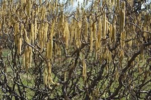 Як виглядає ліщина: фото дерева і листя, опис і особливості агротехніки