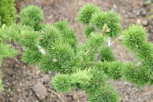 Дерево модрина: опис з фото, види і сорти