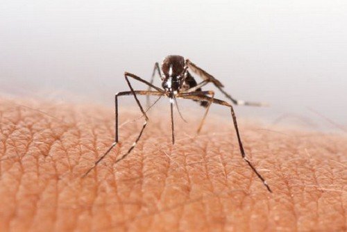 Цікаві факти про комарів – захопливо про простому