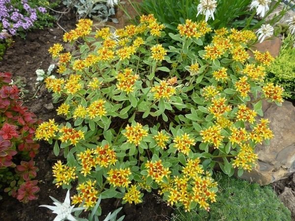 Грунтопокривні багаторічні садові квіти: фото та назви рослин, поради по догляду