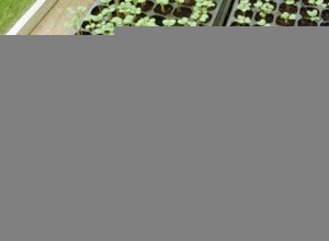 Диня для Підмосковя: кращі сорти для вирощування на дачній ділянці