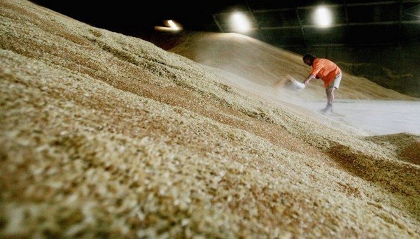 Довгоносик: захист продуктів на кухні і в зерносховищах