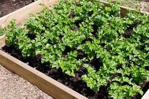 Селера черешкова: агротехніка вирощування і деякі особливості догляду