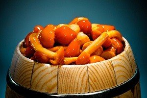 Зимові опеньки: відмітні особливості і місця зростання