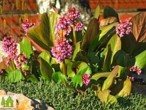 Бадан для прикраси дачної ділянки: посадка і догляд у відкритому грунті