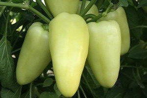 Особливості вирощування та догляду за перцем в теплиці або парнику: покрокове керівництво і відео від фахівця