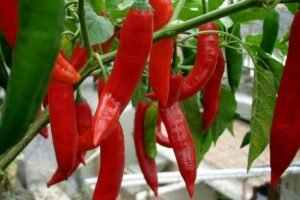 Вибираємо насіння перців: огляд кращих сортів для відкритого грунту