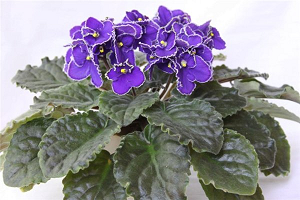 25 фото найбільш красивих і яскравих представниць ніжних фіалок