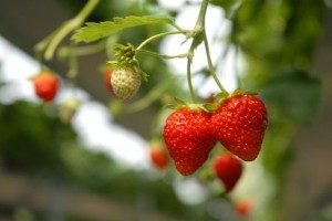 Як вирощувати полуниці в теплиці круглий рік: вибір сорту, особливості посадки і догляду, фото і відео