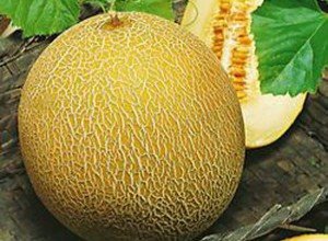 Диня для Підмосковя: кращі сорти для вирощування на дачній ділянці
