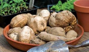 Особливості зберігання бульб жоржин в зимовий час