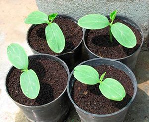 Як садити огірки на розсаду: вибір насіння і ґрунту, посів і вирощування, фото і відео