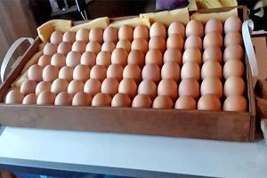 Модельний ряд інкубатора Бліц — докладний огляд для птахівників