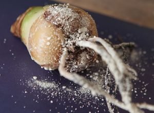 Основні секрети вирощування та догляду за гиппеаструмом