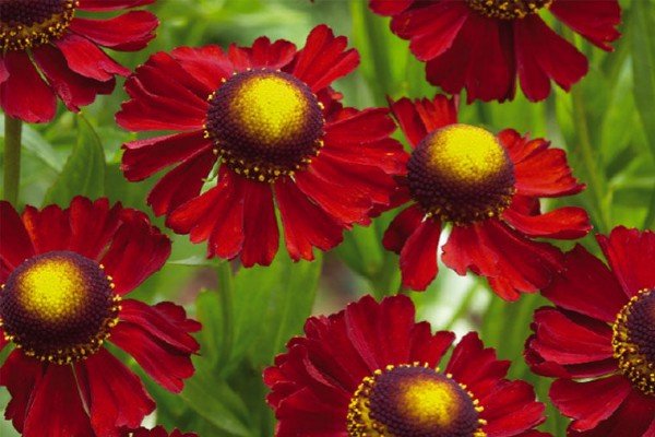 Як посадити на дачі довгоквітучі квіти багаторічники: види рослин, особливості підбору та догляду, фото і відео