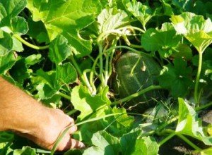 Диня «Алтай» — скоростиглий сорт для посадки на дачі