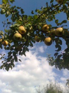 Сорт груші Велеса: опис, правила посадки та догляду