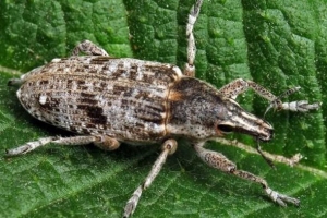 Посадка буряків: рекомендації з вирощування та опис кращих сортів коренеплоду