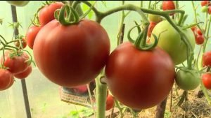 Помідори «Малинове диво»: різновиди, опис та характеристики сорту