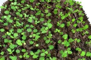 Суниця «Барон Солемахер»: опис, відгуки та поради досвідчених дачників по вирощуванню ягід з насіння