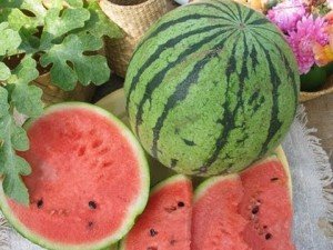 Як виростити кавуни в теплиці: вибір теплиці і насіння, підготовка розсади, особливості посадки і догляду, відео інструкція