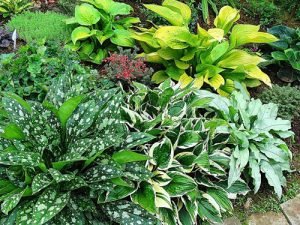 Чарівна хоста: правила посадки та догляду у відритому грунті і способи розмноження