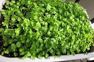 Коріандр: вирощування з насіння та догляд за рослиною