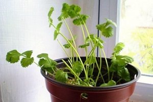 Коріандр: вирощування з насіння та догляд за рослиною