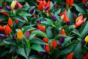 Маленьке диво у вас вдома: особливості посадки декоративного перцю і опис сортів