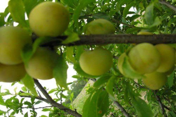 Популярні сорти жовтих слив для посадки та вирощування на дачній ділянці: фотогалерея з описом